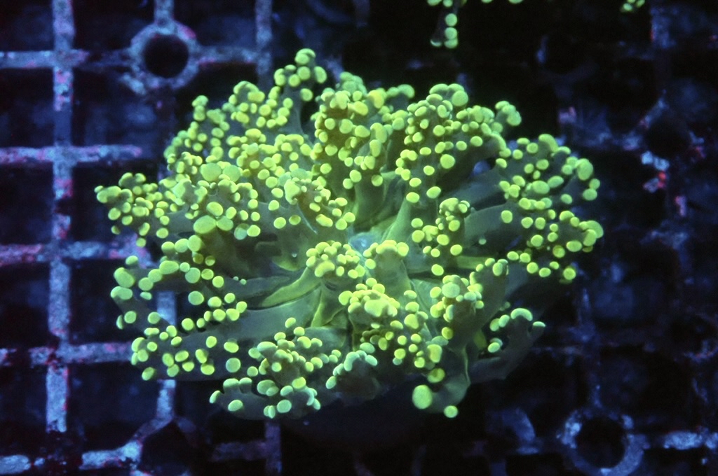 F13 啫喱（大約2.5吋）