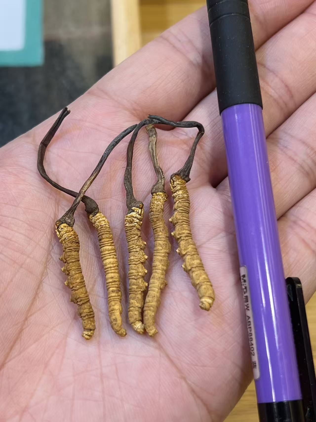 西藏野生那曲冬蟲夏草