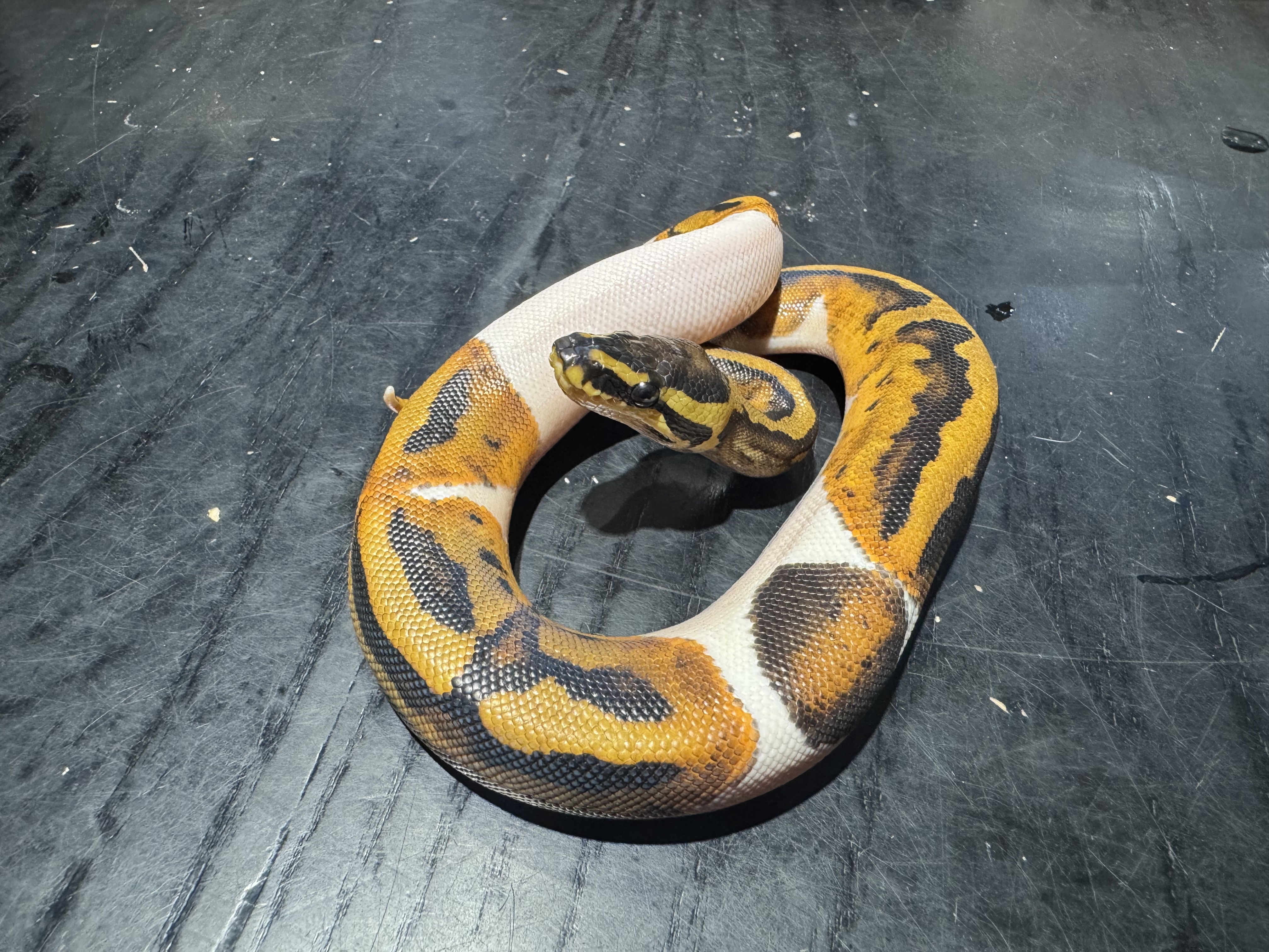 26 Mahogany Pied 0.1