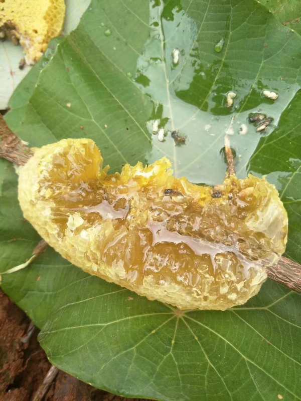 🍯 探索野生蜂蜜的純淨滋味 - 2016年 雲南野生蜂蜜 - 春蜜 