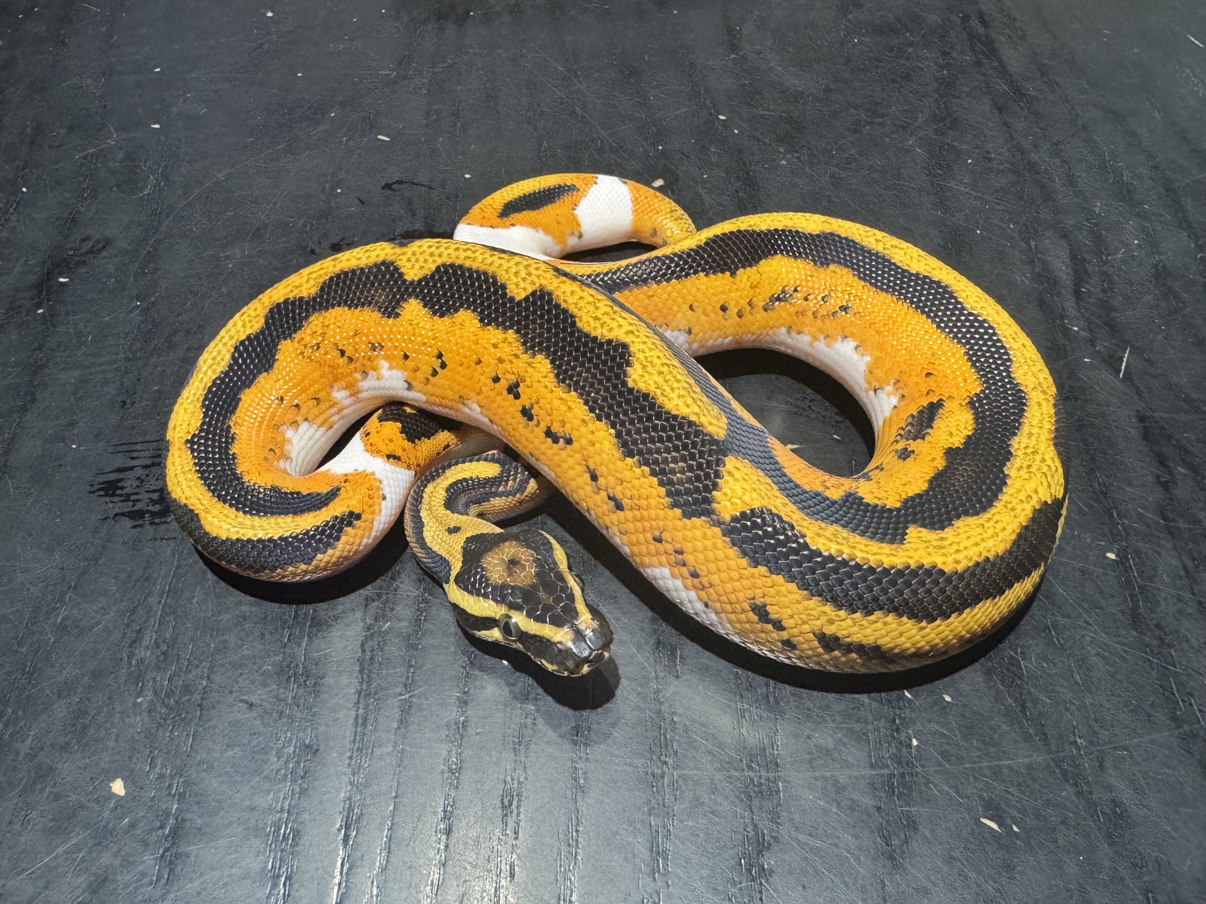 26 Orange Dream Yellow Belly Pied 1.0