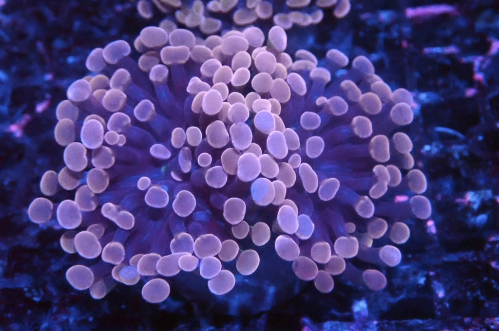 H15 豬腰  （開大約2.5吋）