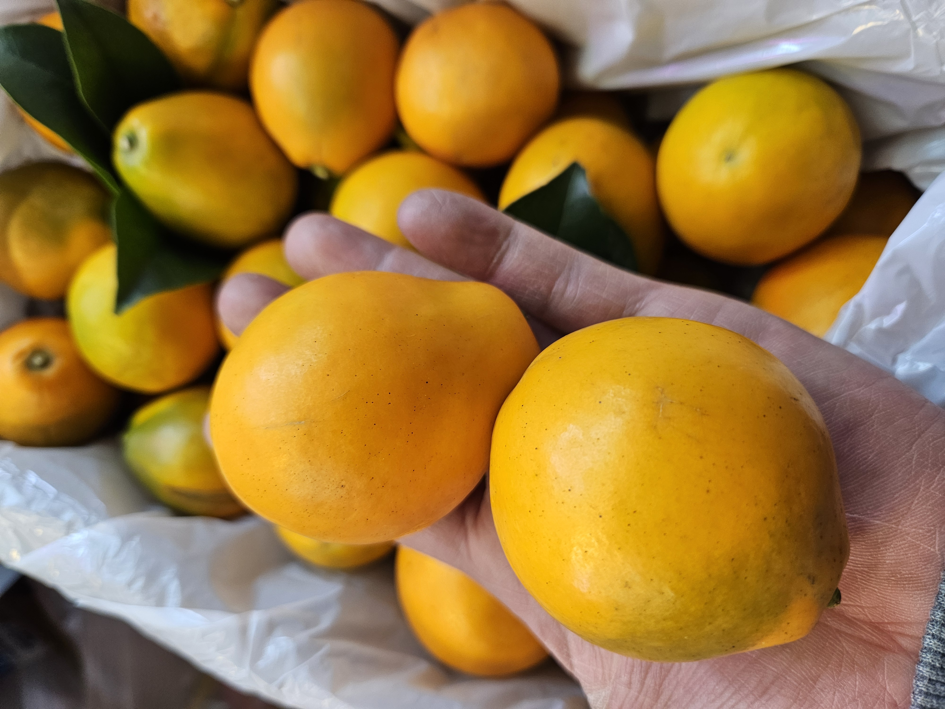 脆蜜金桔（特大装）每磅