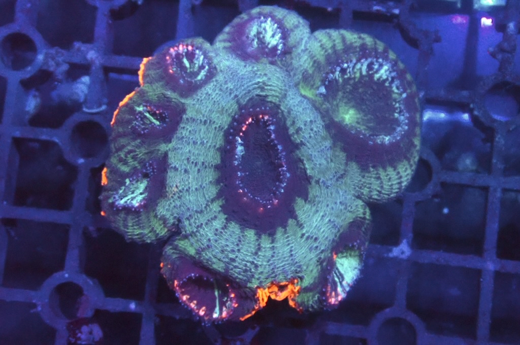 GG4 3色菊腦（開大約2.5吋）