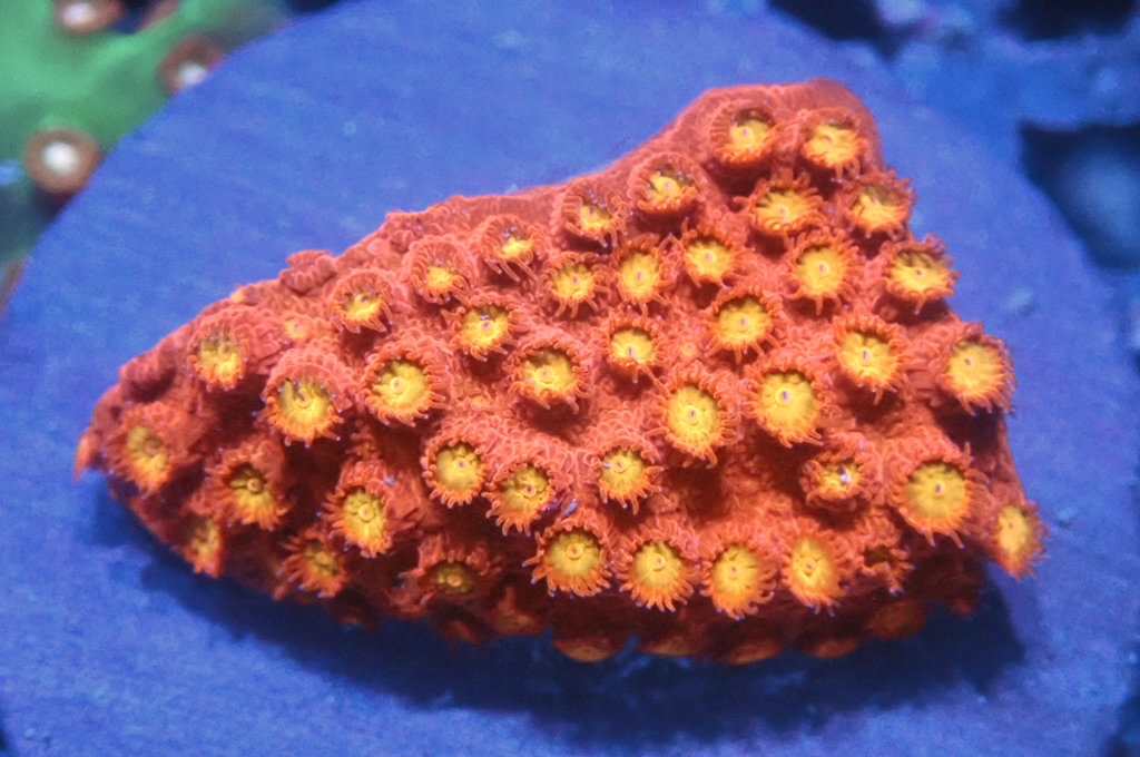 N18（開大約1吋）