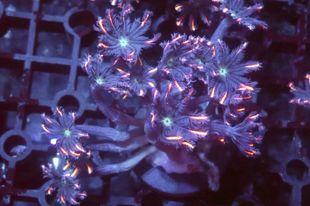 SF7 大手星花（開大約1.5吋）