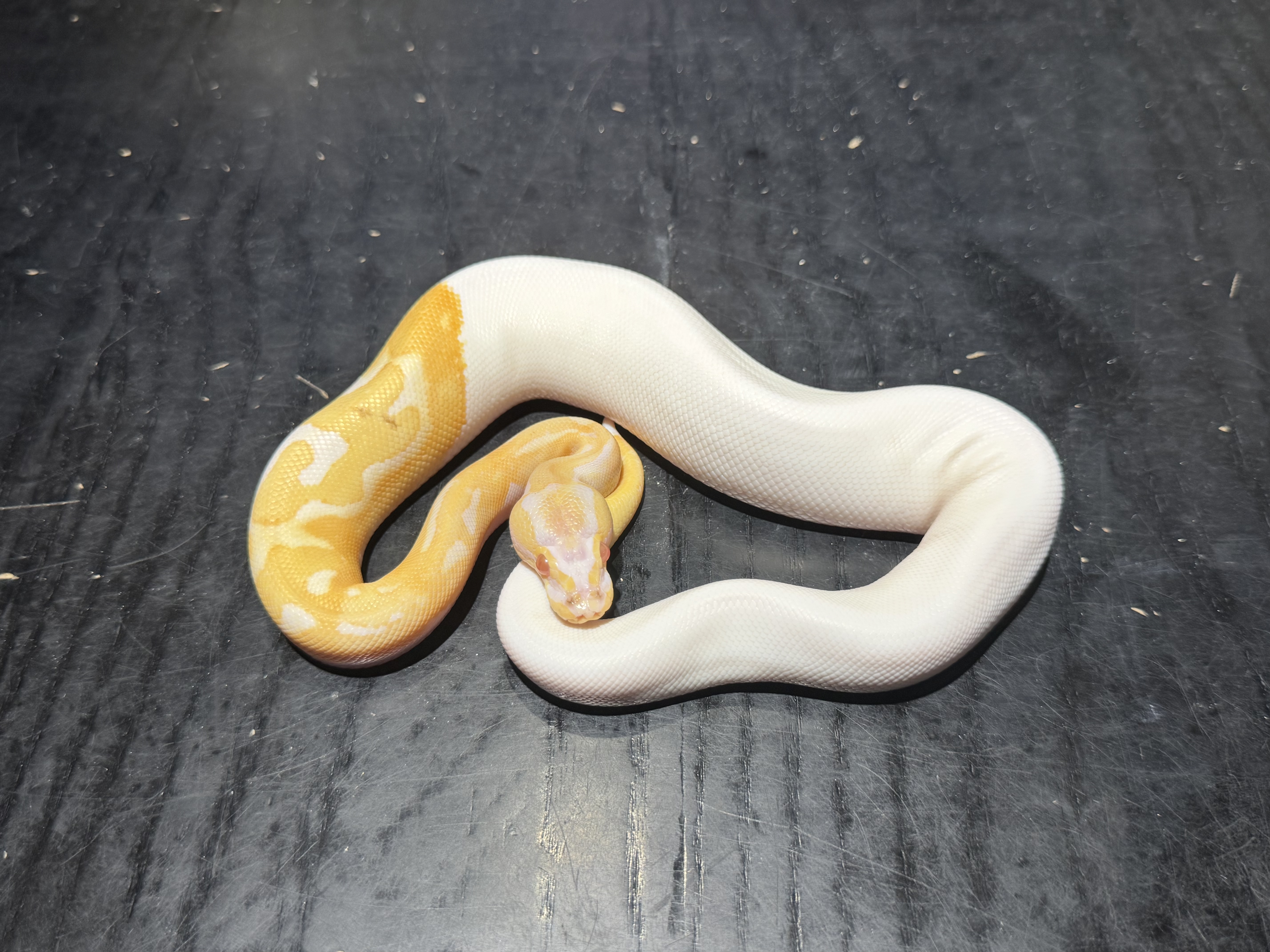 25 Albino Pied 1.0