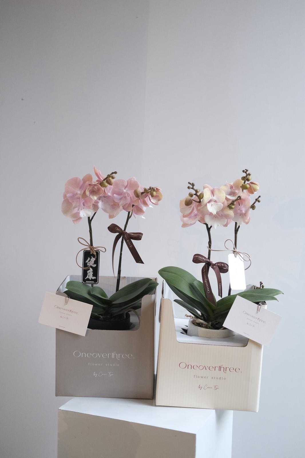 蝴蝶蘭 兩菖 （17-20/4 麻煩備注寫上取花日期✨）