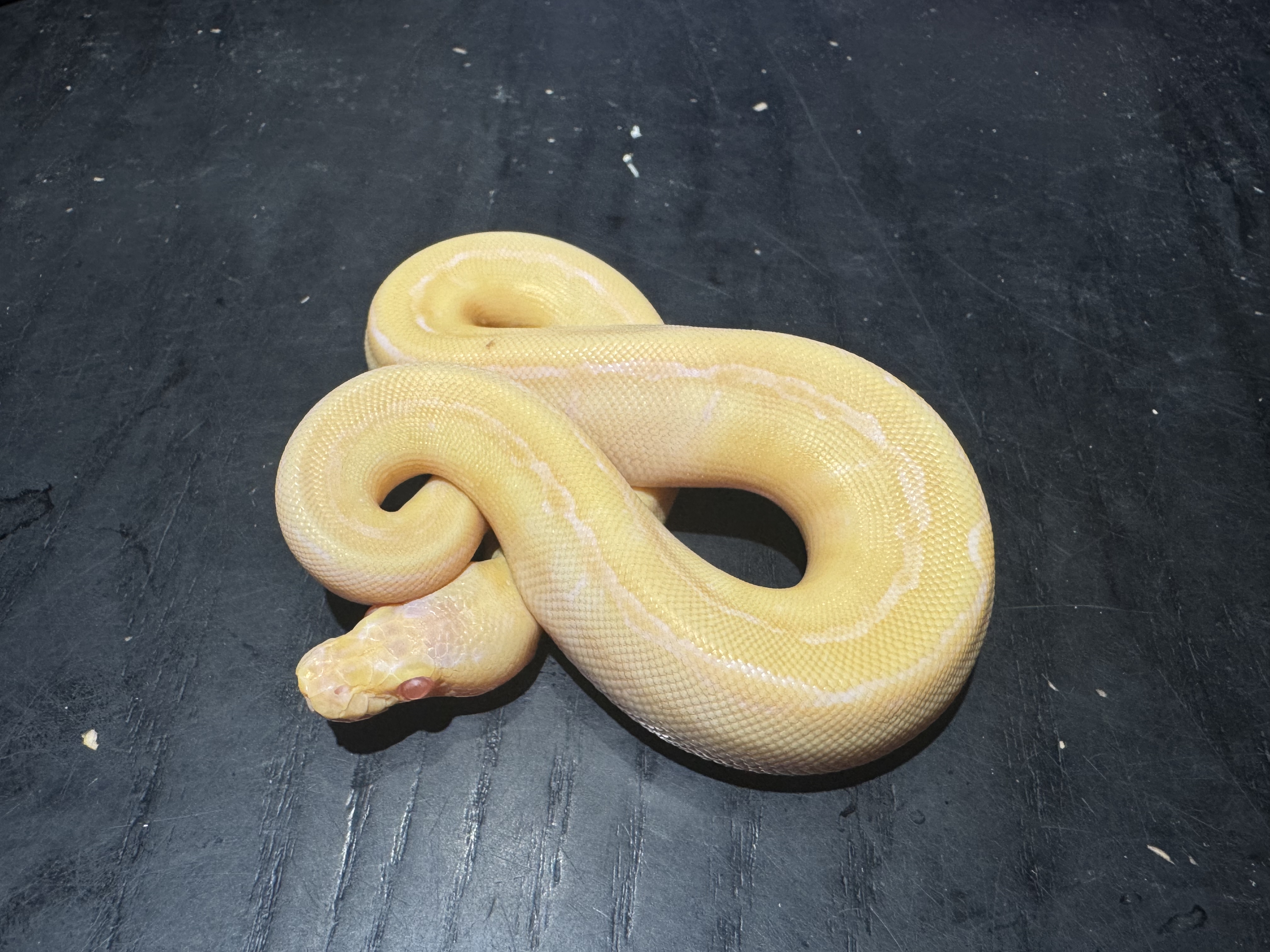 26 Albino Pinstripe het Pied 0.1