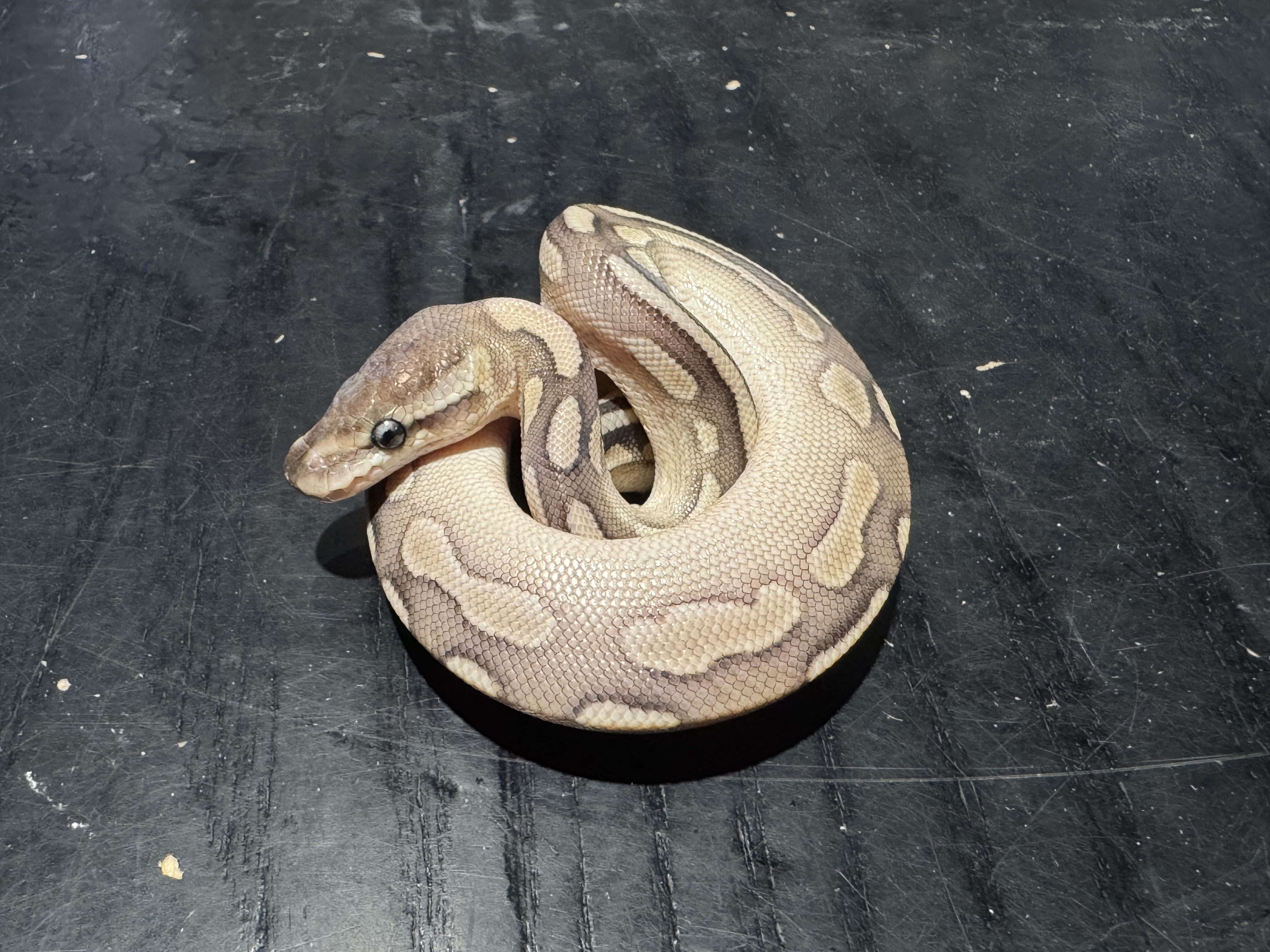 26 Butter Cinnamon het Clown 1.0