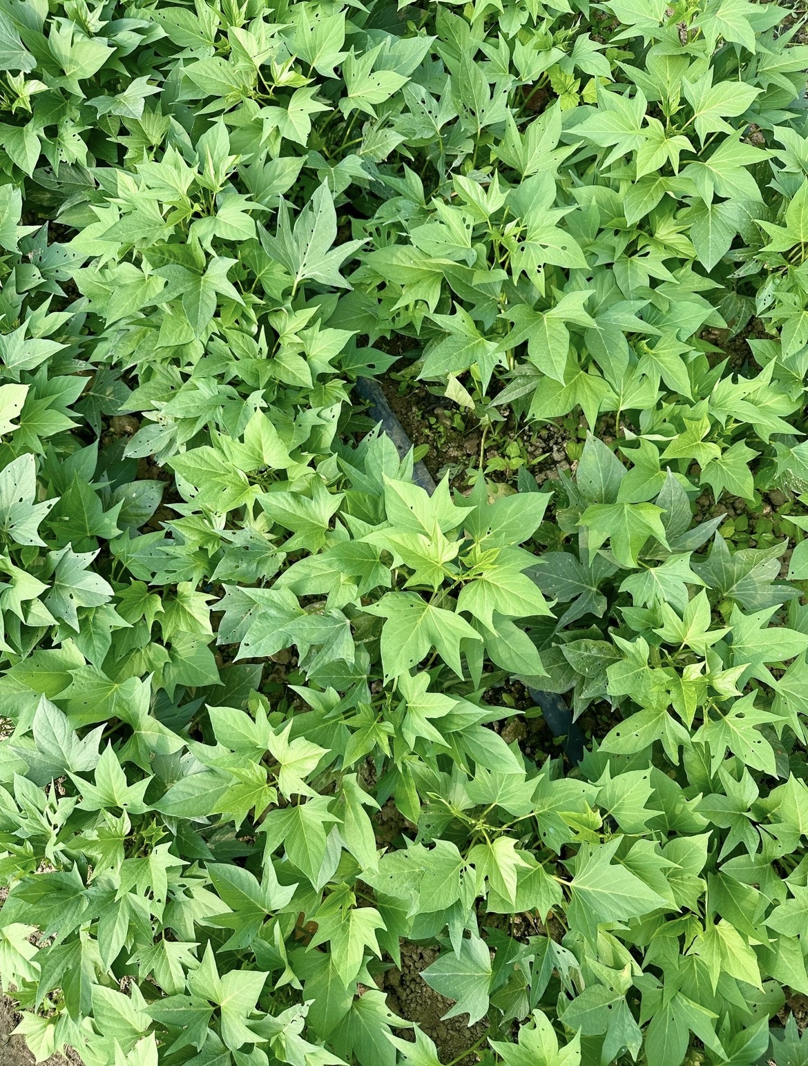 酵素紅薯葉 500g