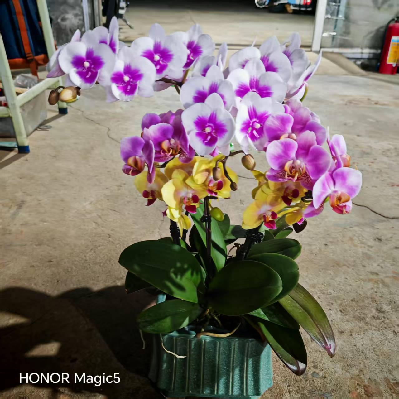 超特價拼色砌盤蘭花（隨機發貨）