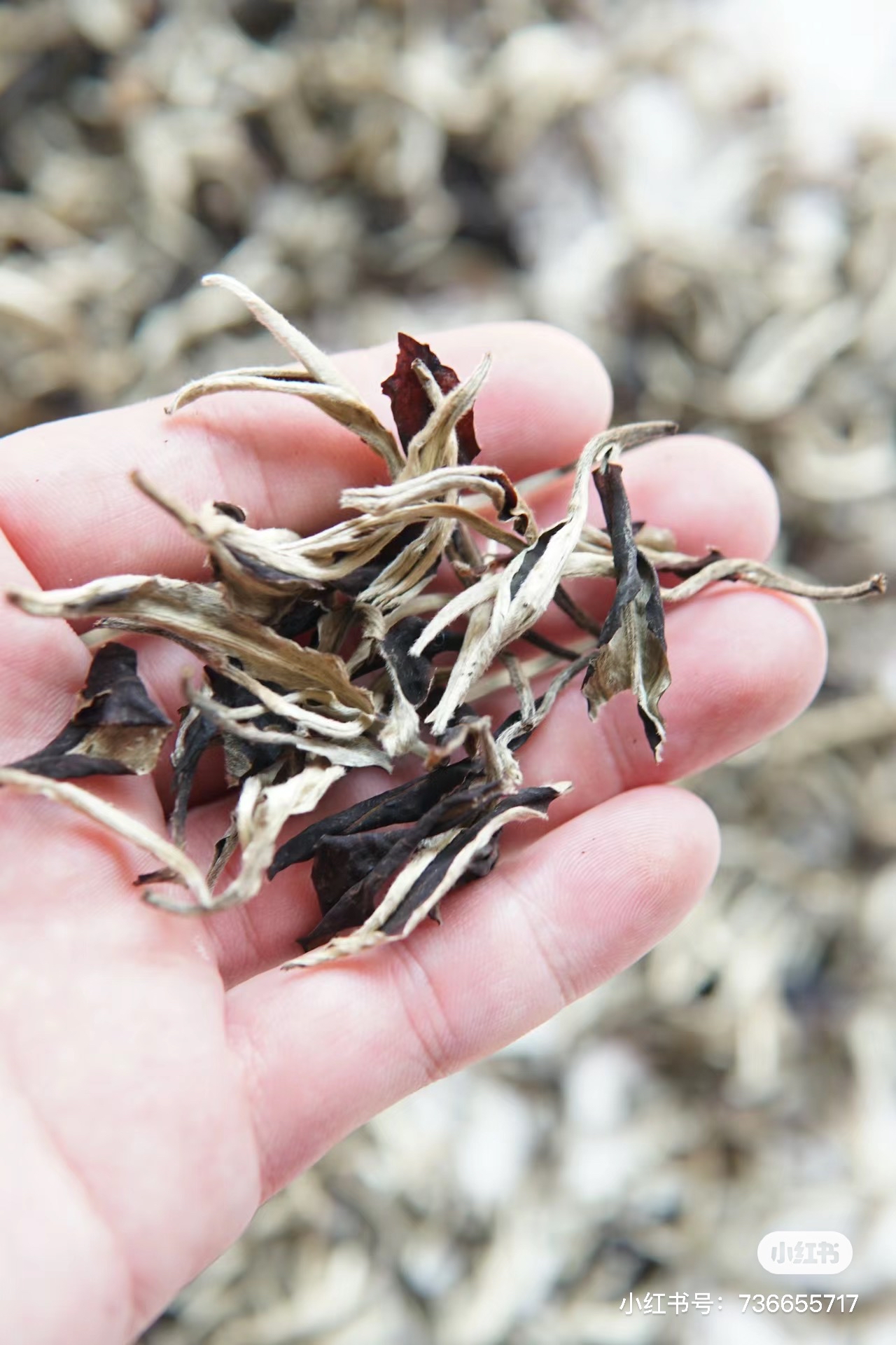 【私家茶园】大自然的馈赠古树月光白茶五罐装中国好茶送礼推荐礼物礼盒礼篮