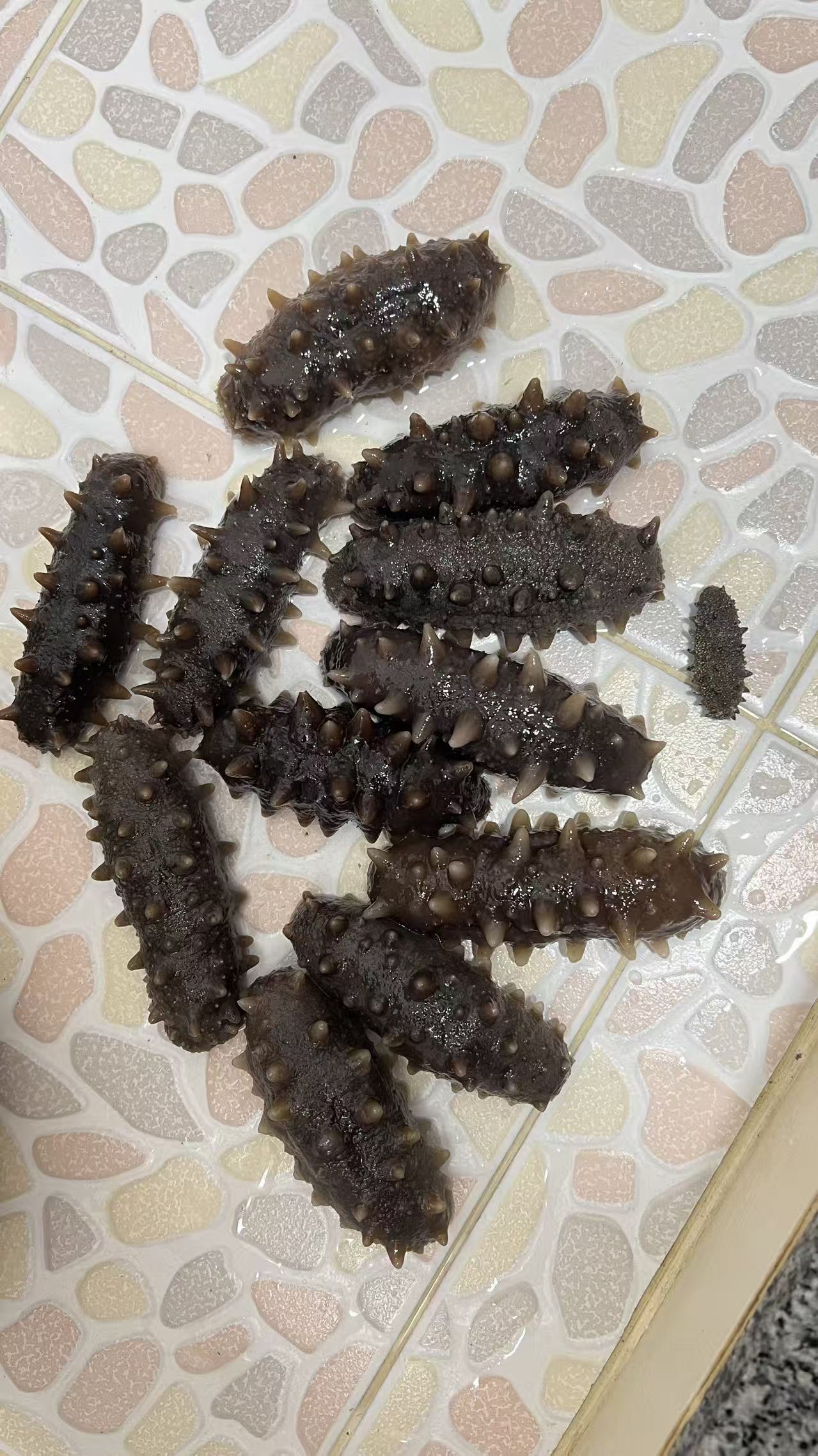 日本野生北海道刺參120条（標準產）