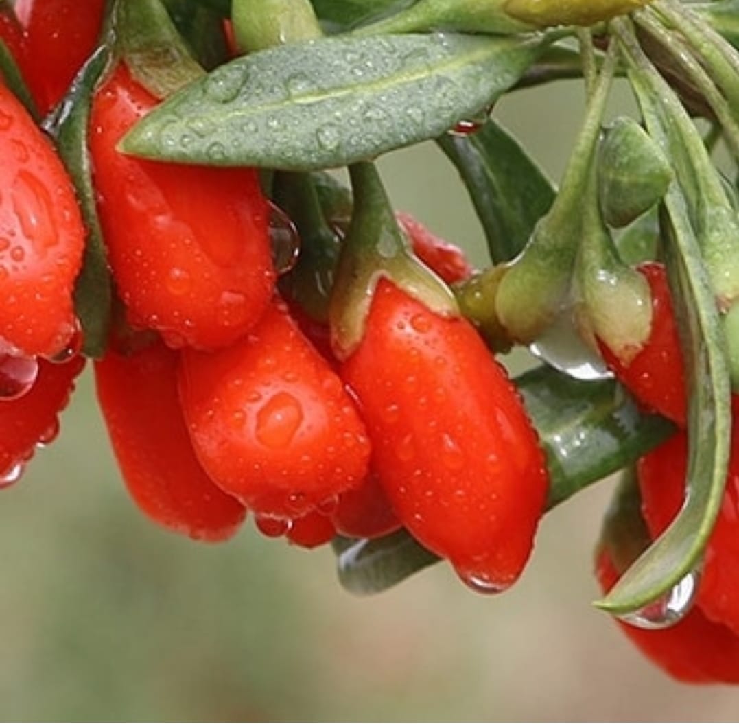 <寧夏有機杞子> -  (清肝明目) - 每20粒/獨立包裝