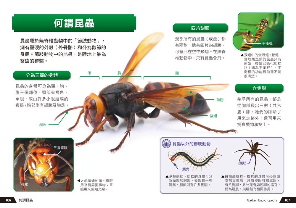 西北國際 驚奇昆蟲大百科