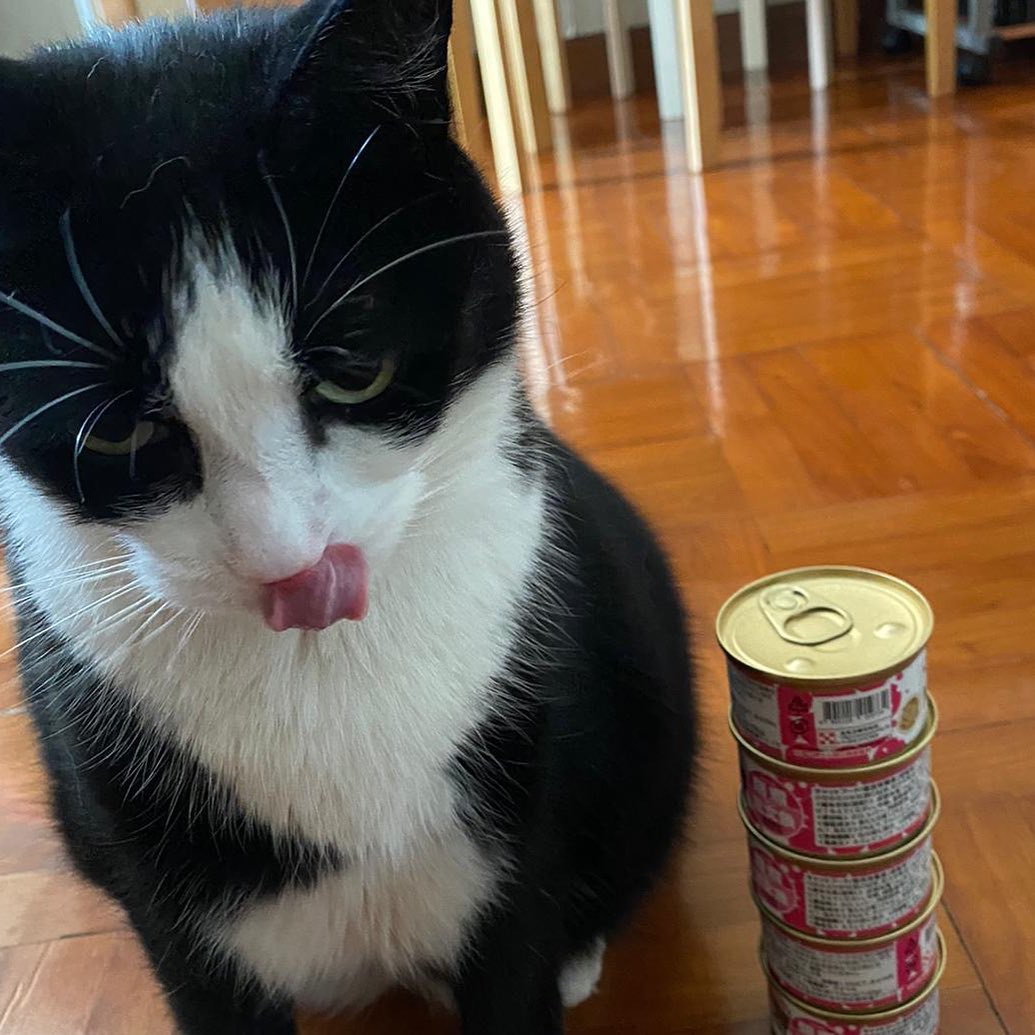 “No gentleman dines before seven.” -Oscar Wilde #cat #gentleman #gentlemanstyle #gentlemanfood #cateating#blackcat#daily