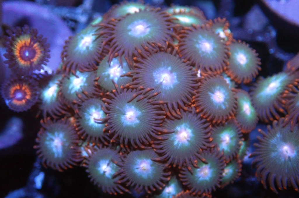 Z19 鈕扣（frag座3.5cm)