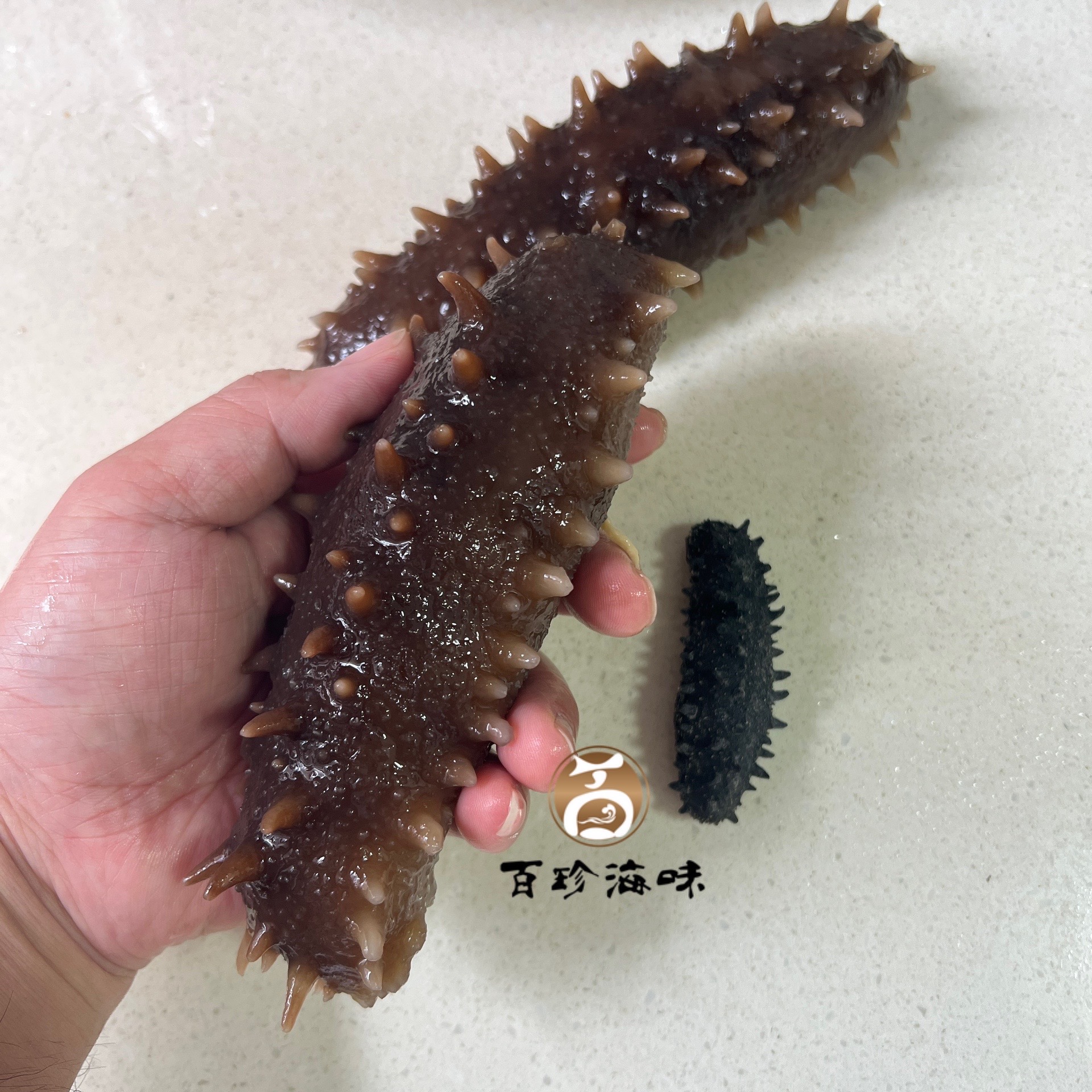 日本野生關東刺參30-35條