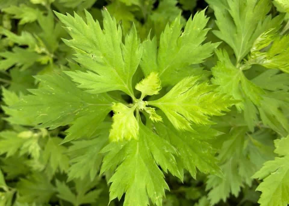 薄荷艾草膏