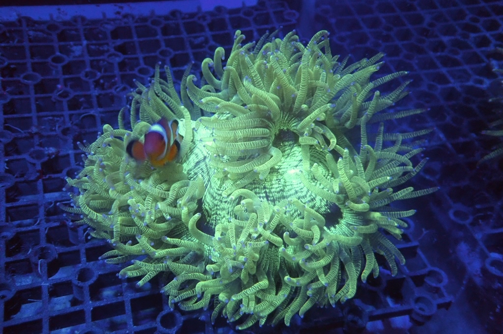 Pig 1 豬肉（開大約6.5吋）