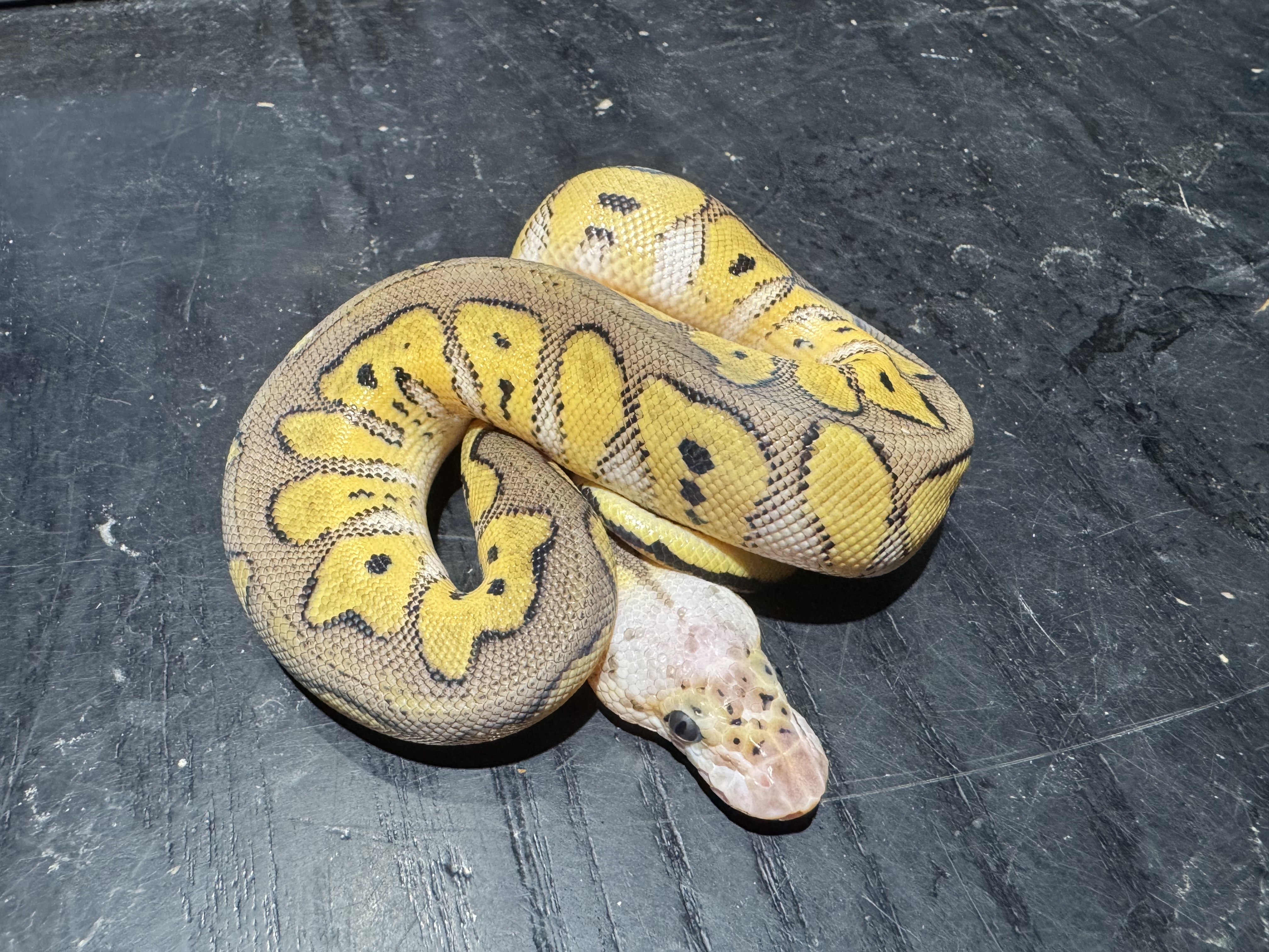 26 Pastel Clown 1.0