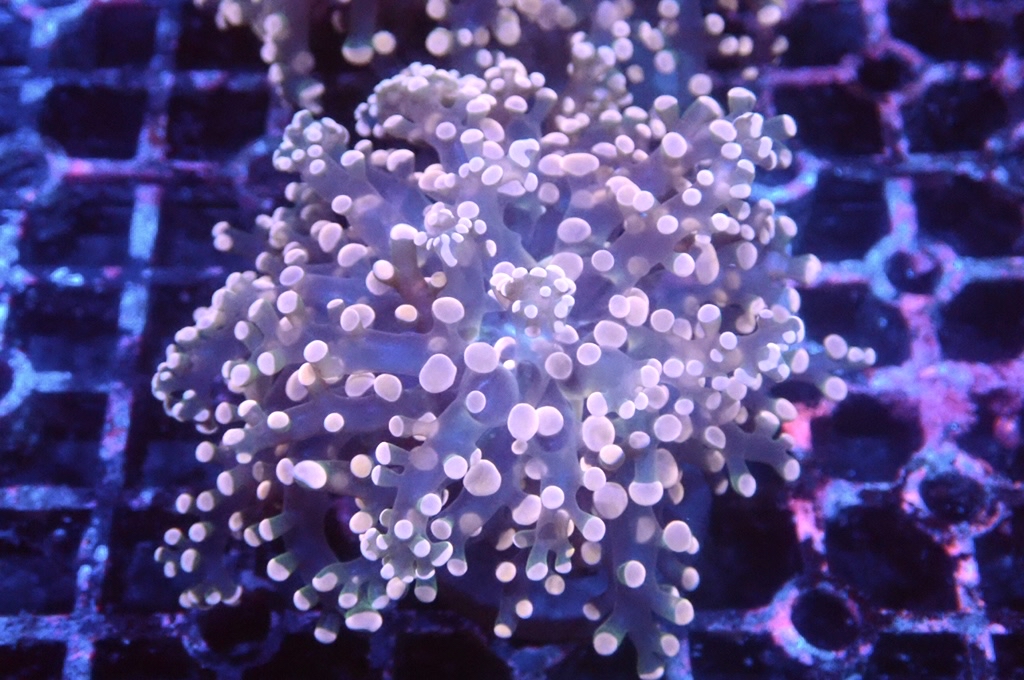 F5 啫喱 （開大約2.5吋）