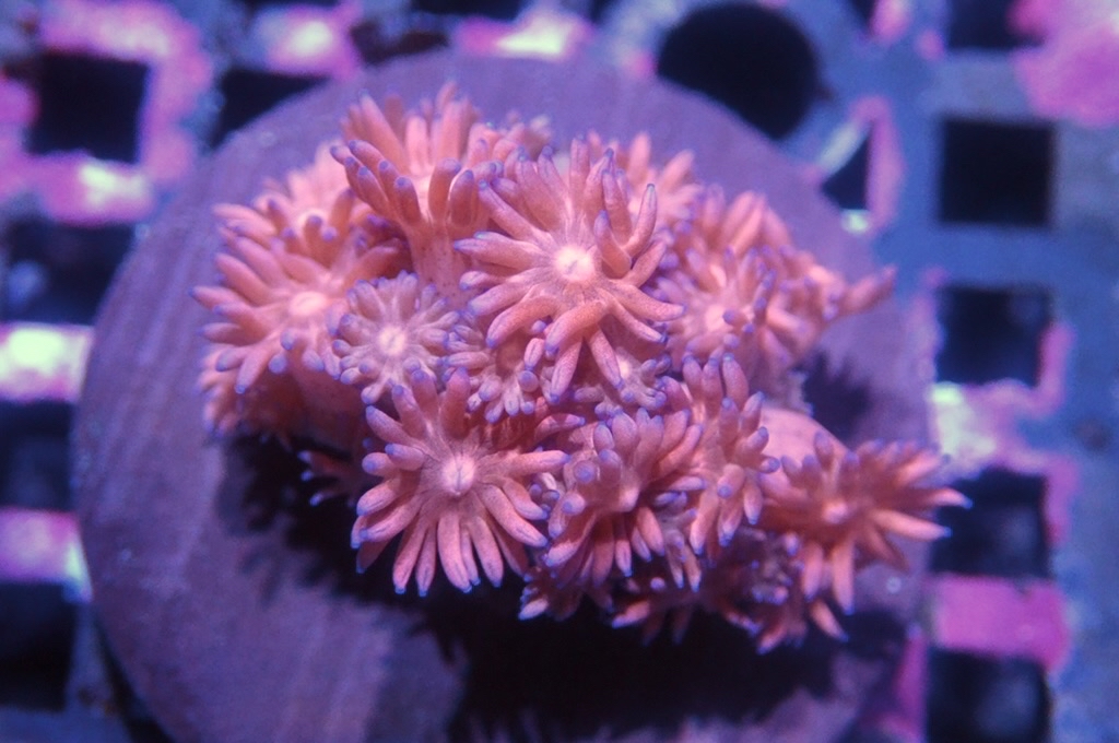 MG21 寶石花仔（frag座3.5cm)