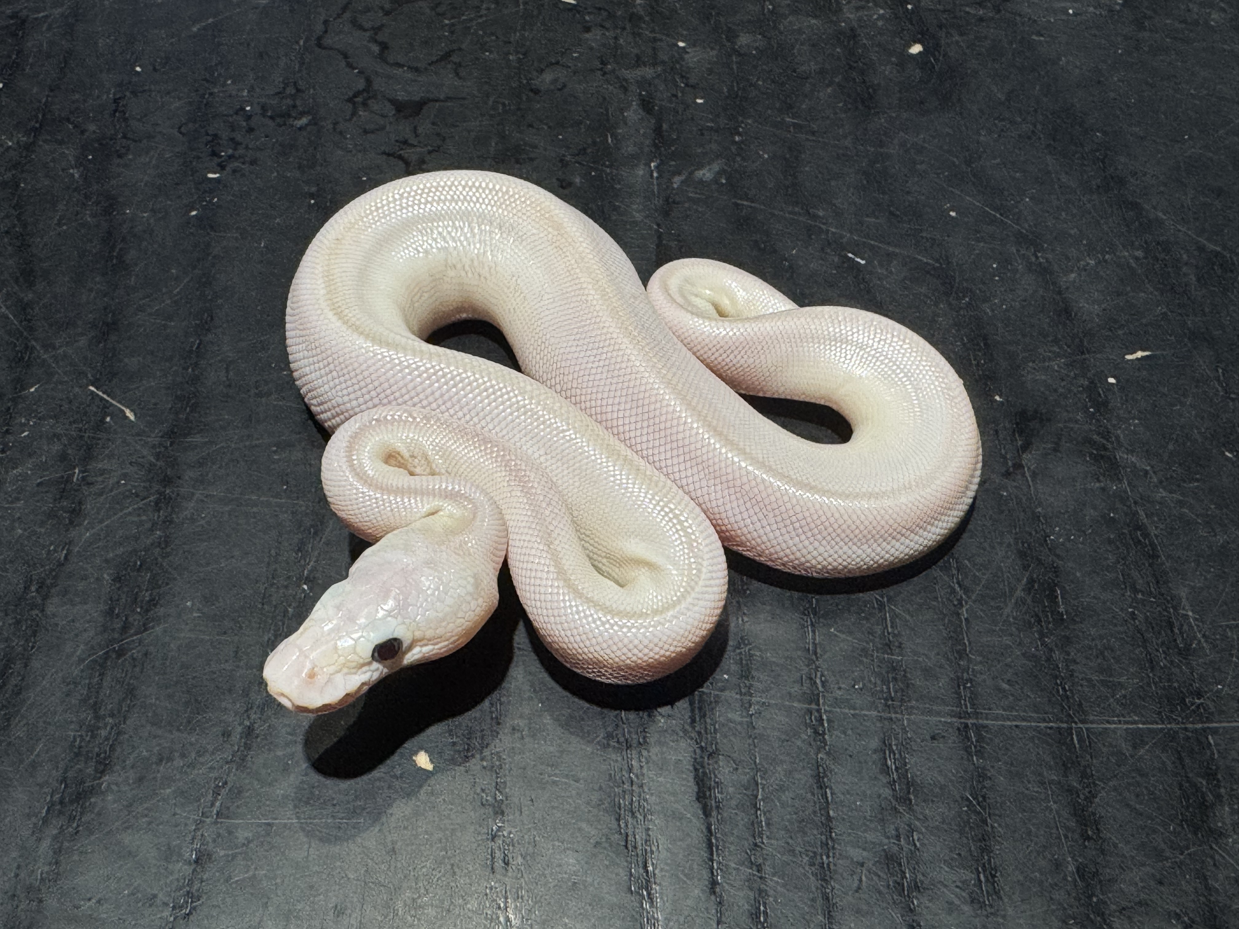 26 Pastel Butter Lesser 0.1