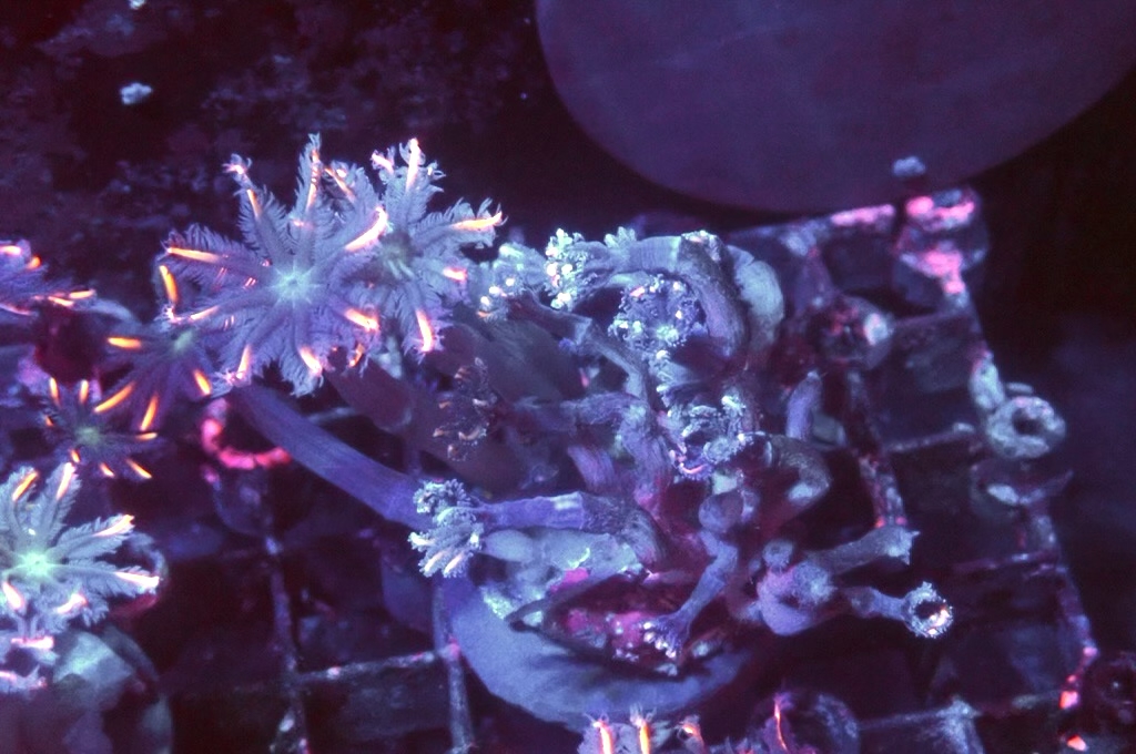 SF5 大手星花（開大約1.5吋）