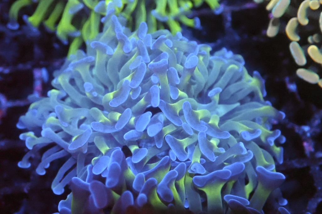 H17 雙色豬腰（開大約2.5吋）