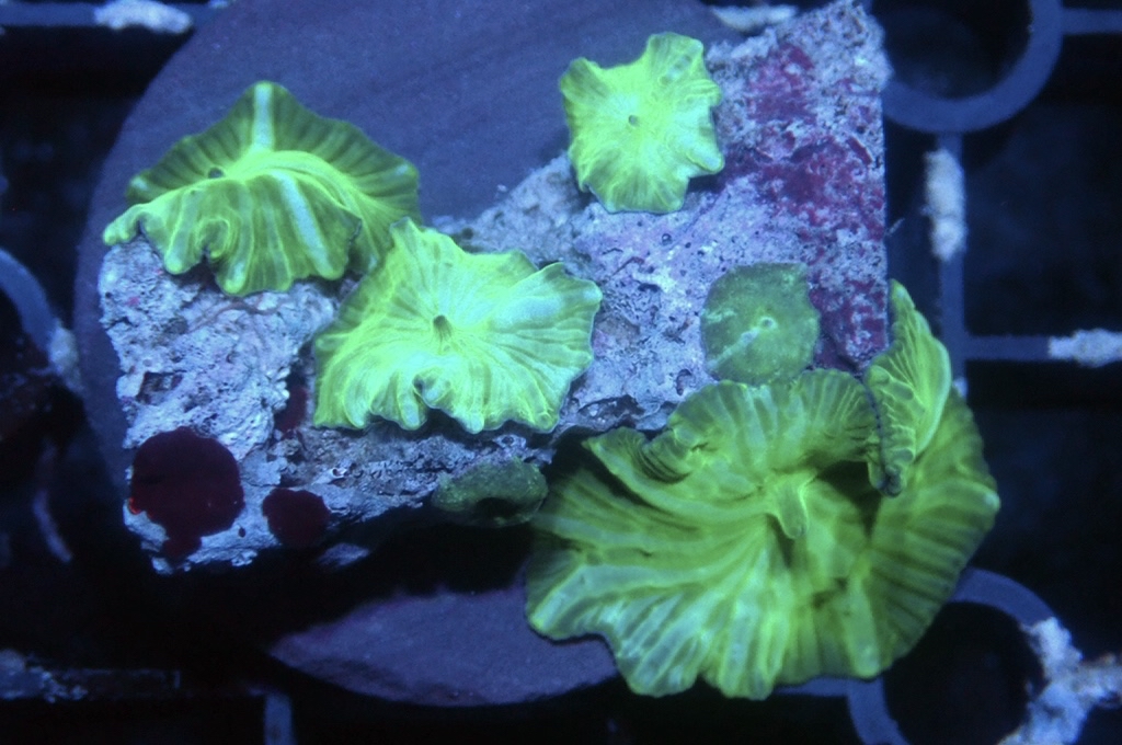 M11 多頭菇（frag座3.5cm)