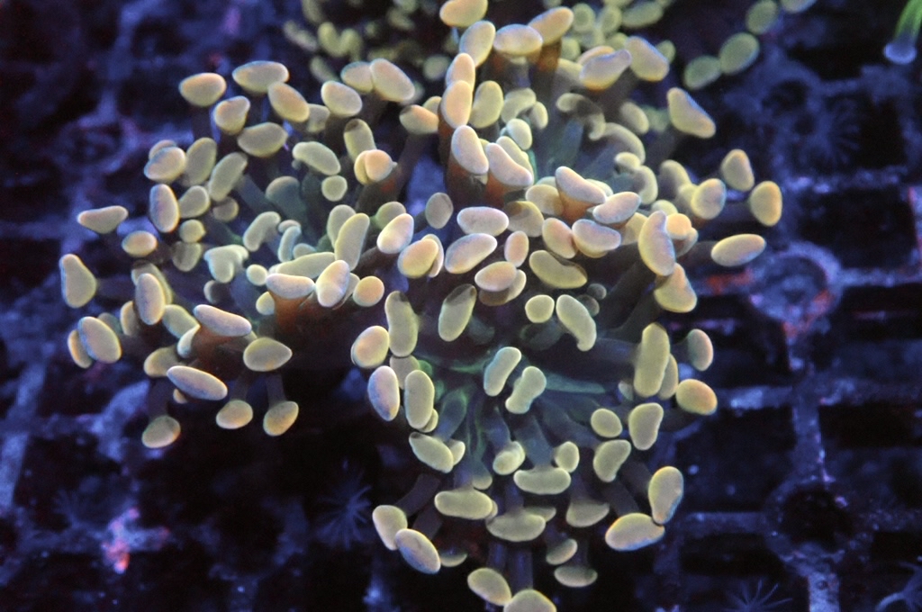 H11 金豬腰（開大約2.5吋）