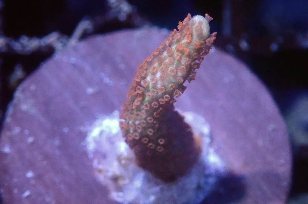 K7 紅花疊瓦 （FRAG座3.5CM）