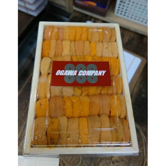 日本霧多布直排馬糞海膽