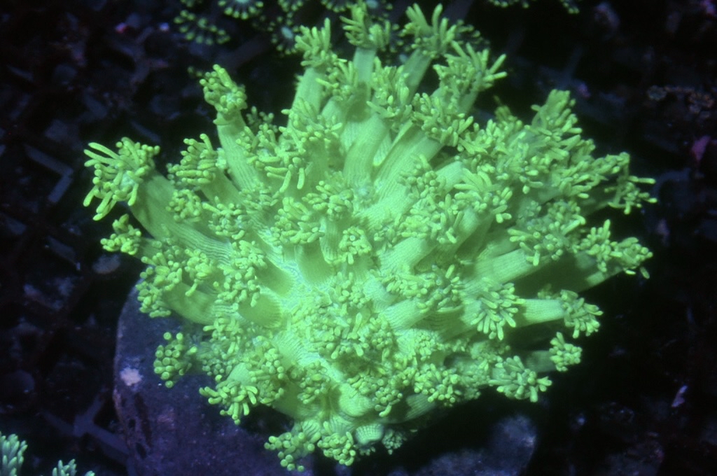 GF3  寶石花（開大約3.吋）