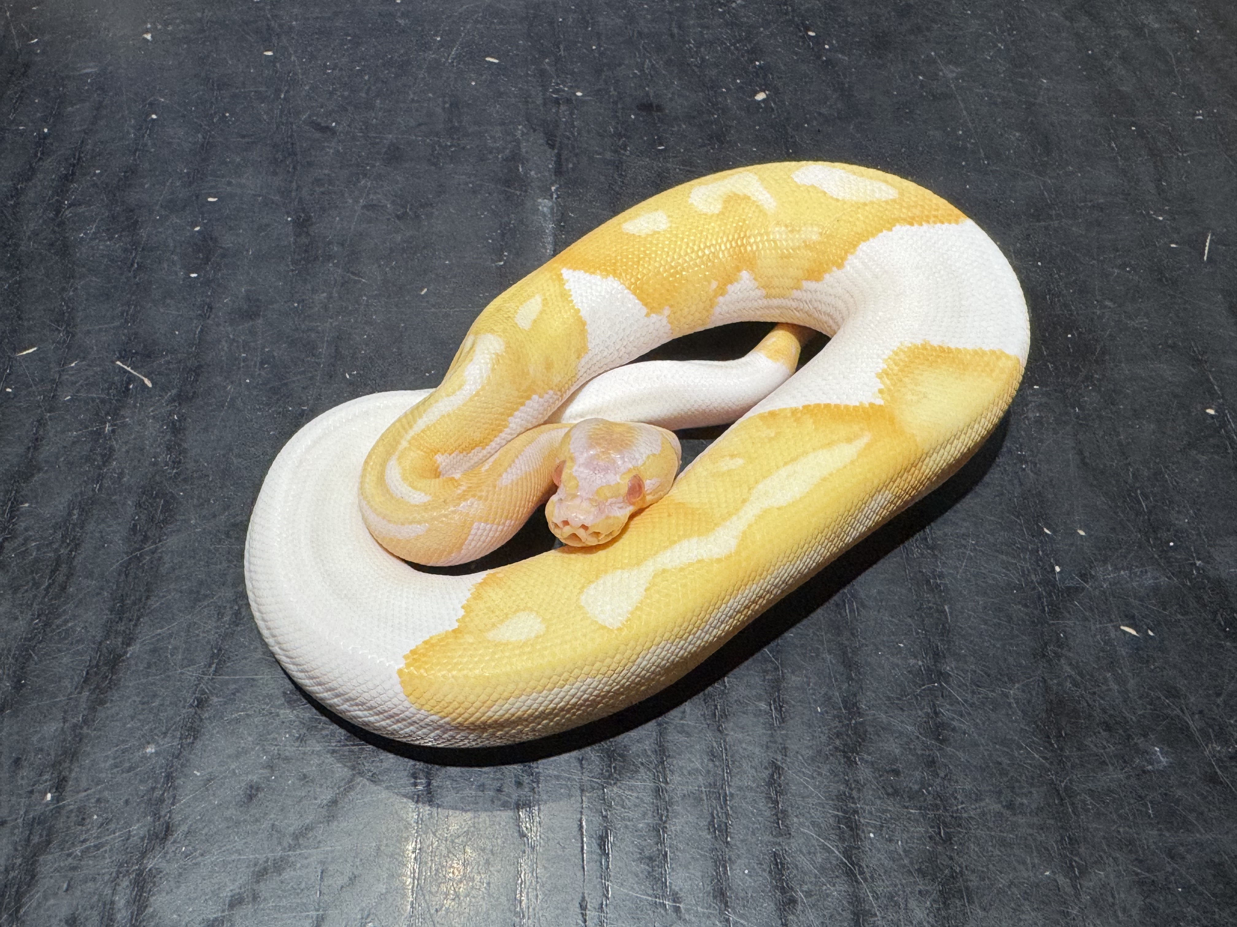 25 Albino Pied 1.0