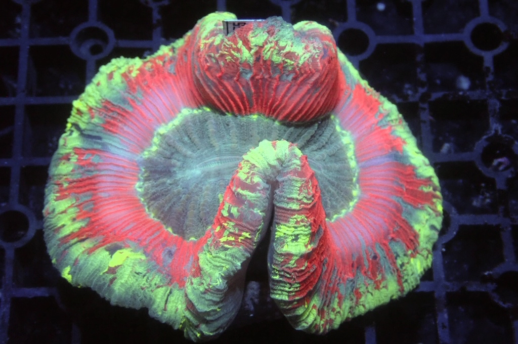 B6 峇里腦（開大約4吋）