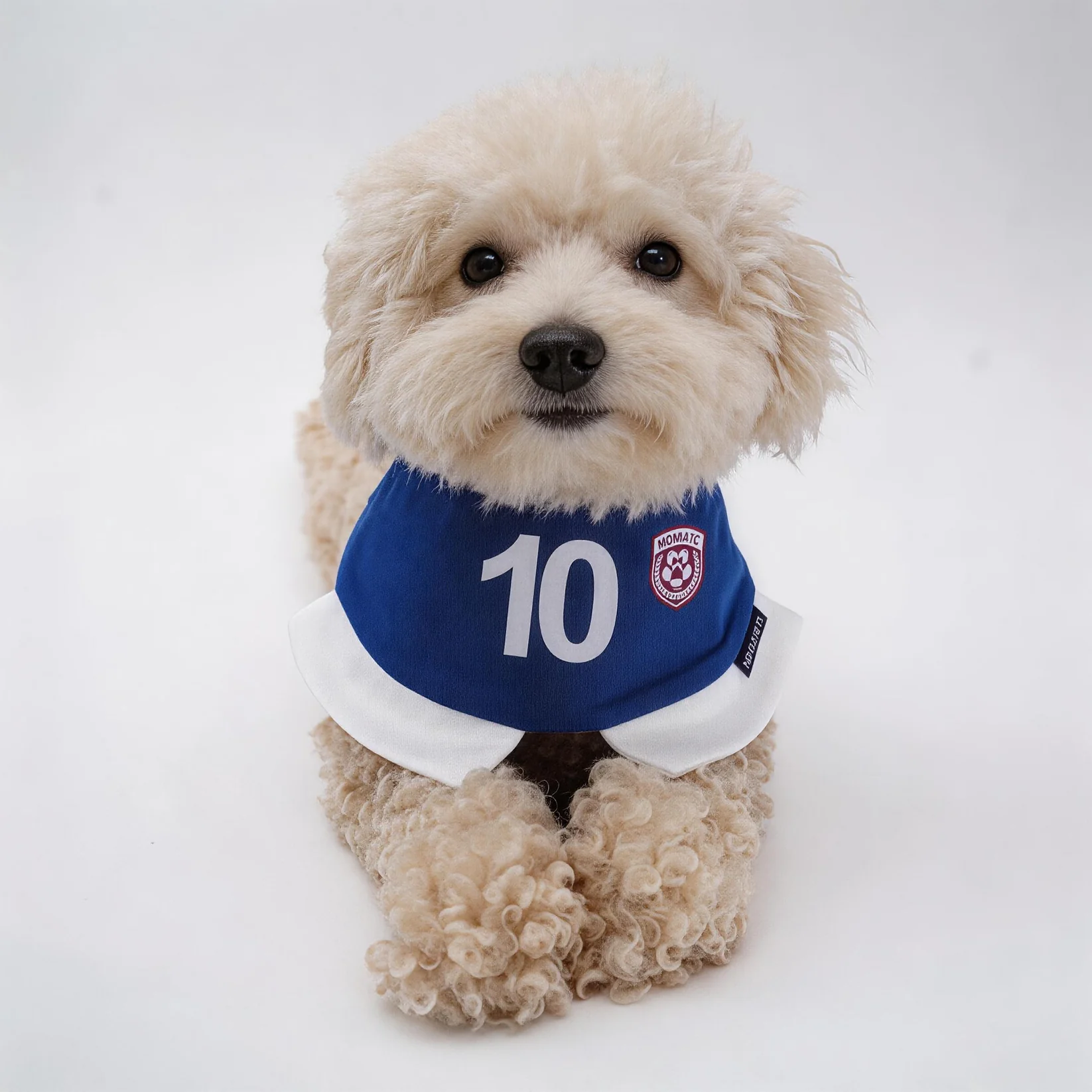 Momoji FC (5-Rome Blue) | Pet Neckwear