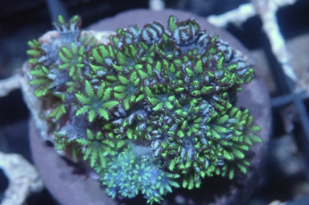 GB9 細種星花 （frag座3.5cm）