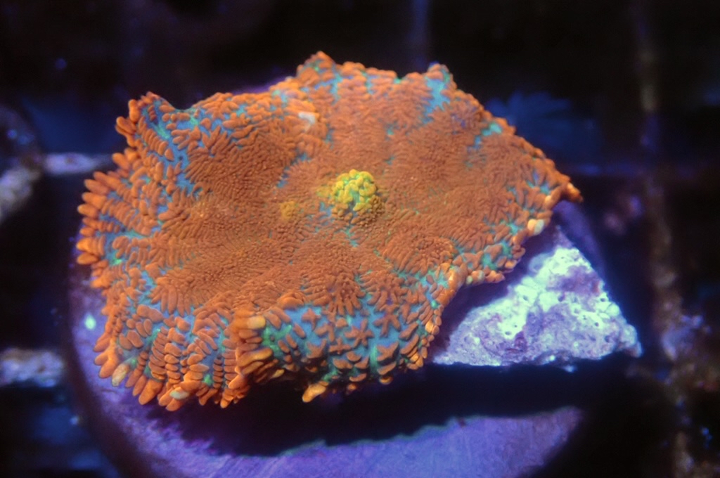 M5 菇（frag座3.5cm)