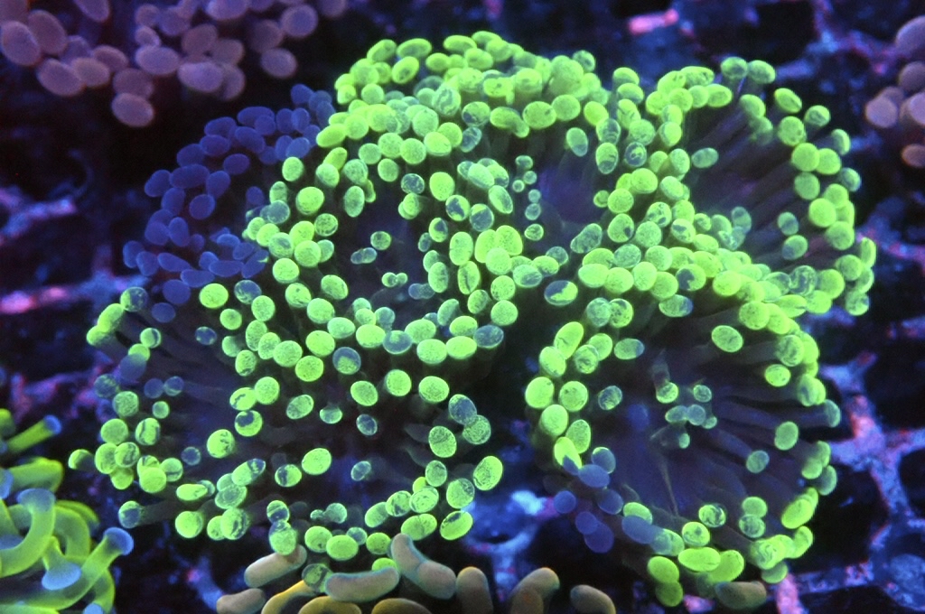 H24 Toxic 豬腰（開大約2.5吋）