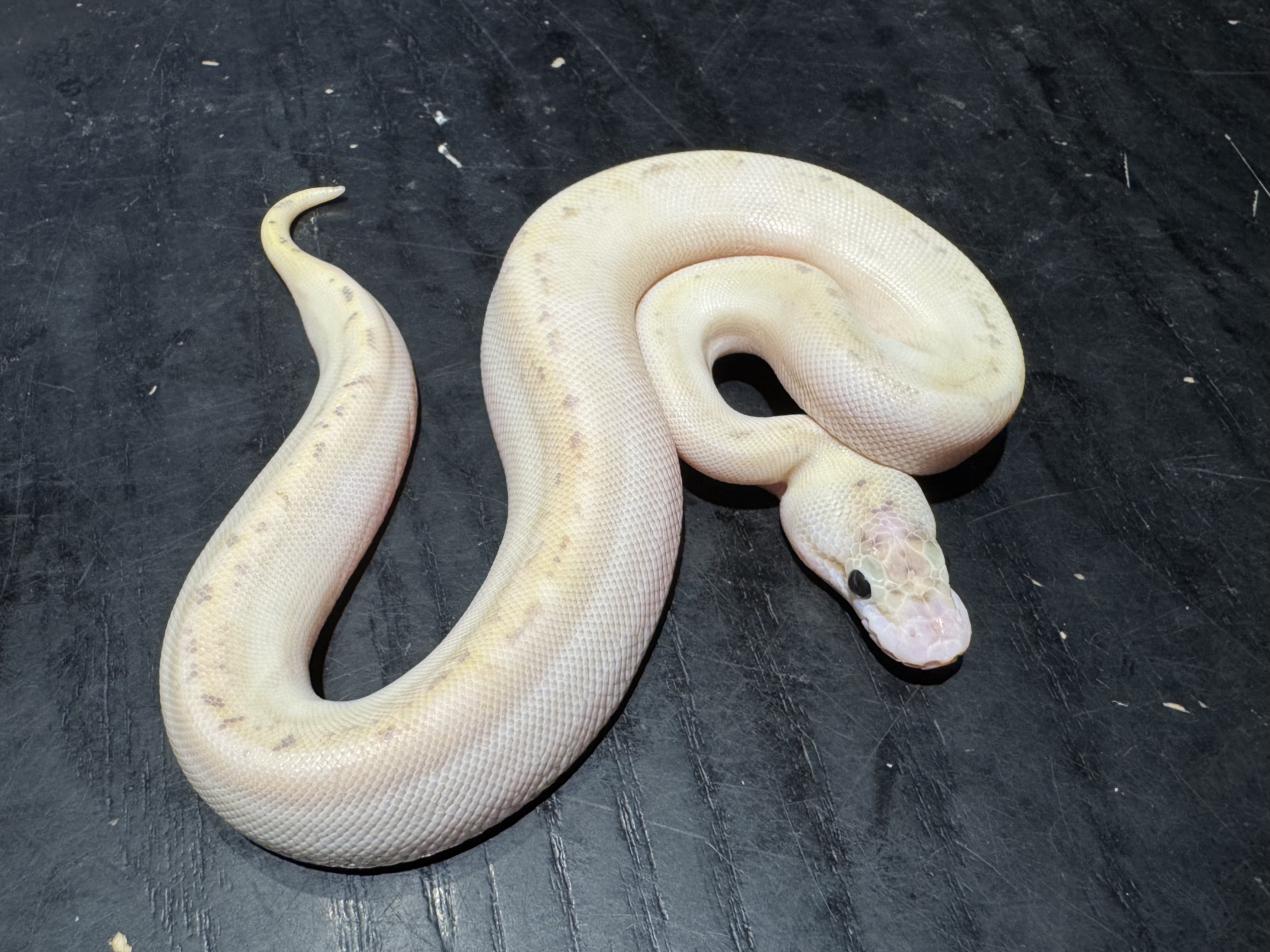 26 Pastel Enchi Spider Highway 0.1