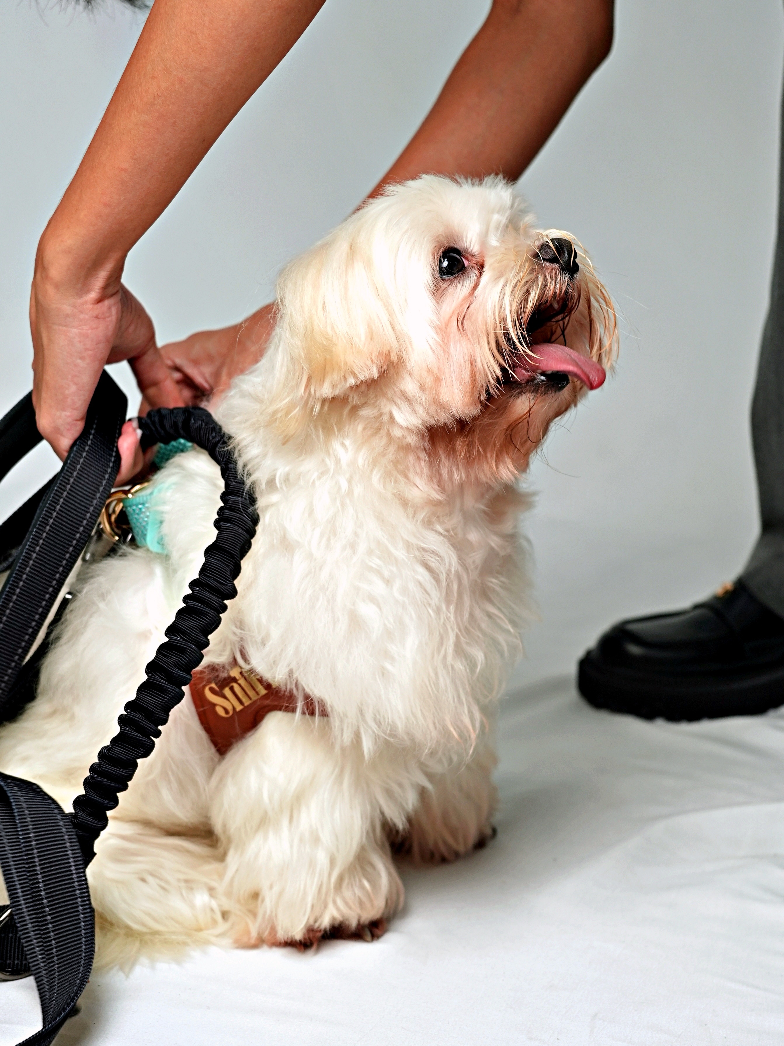 Hands Free Multifunction Leash with Poop Bag - Black