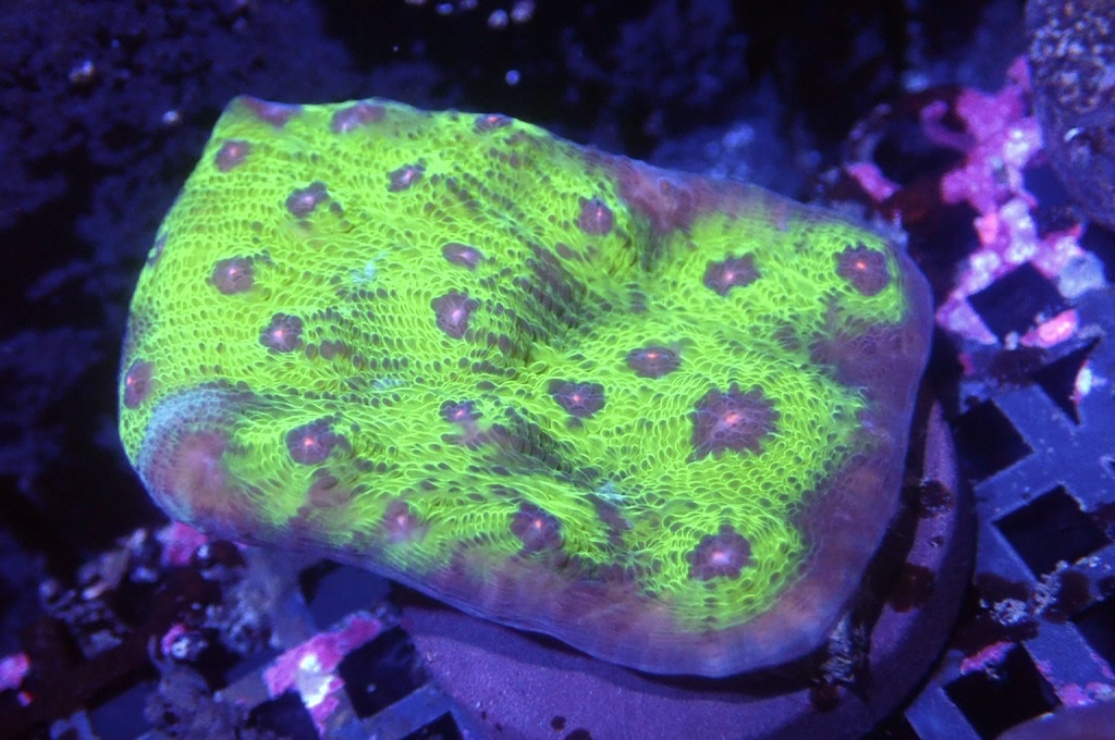 N16（開大約1.5吋）