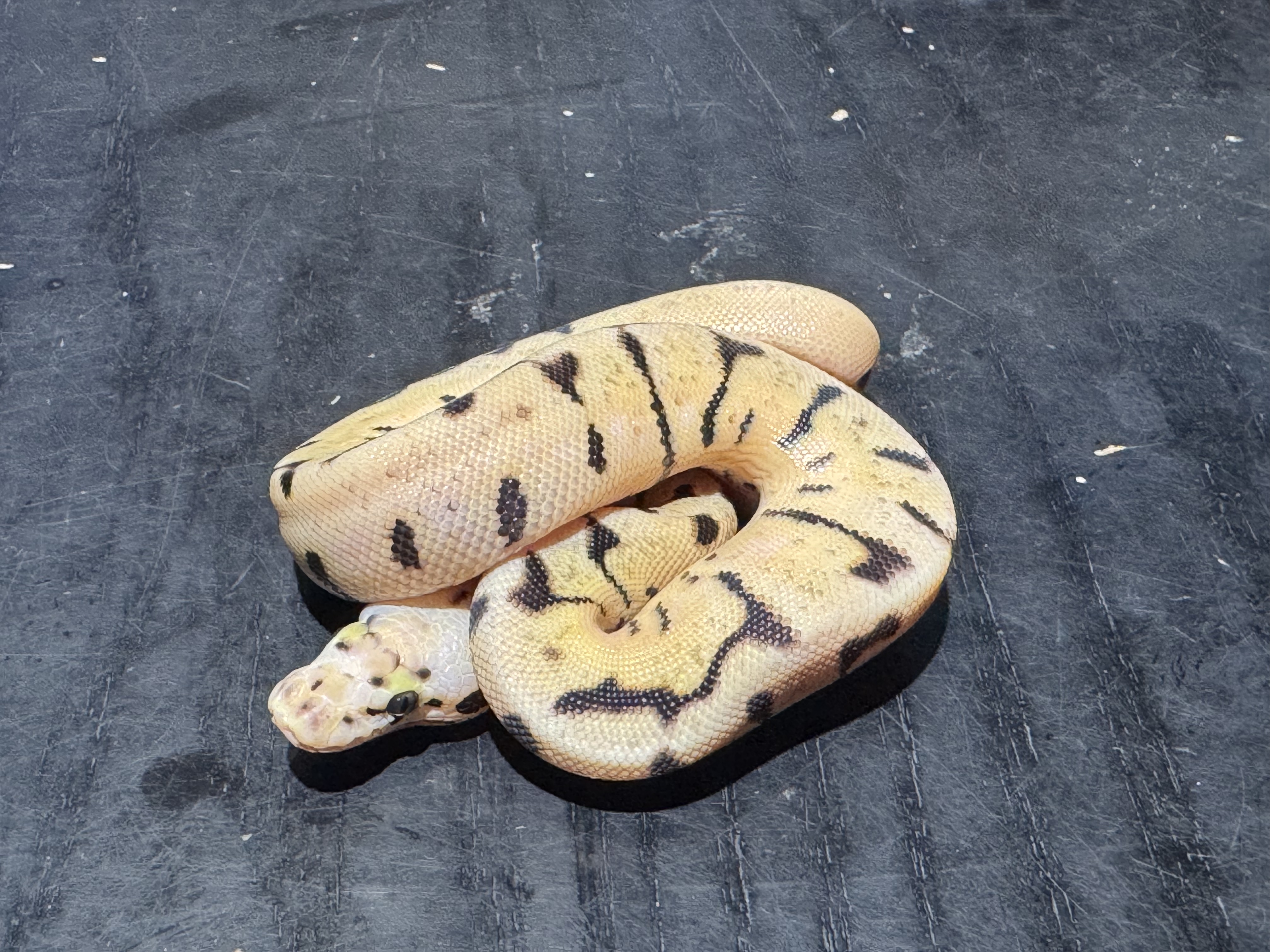 26 Super Pastel Spider 0.1