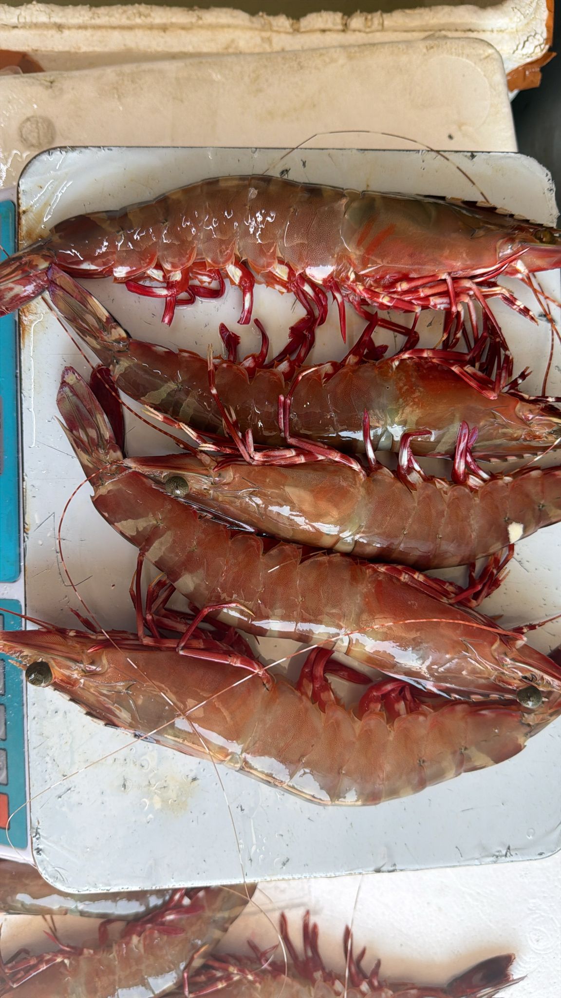 真空冰鮮大海紅竹蝦