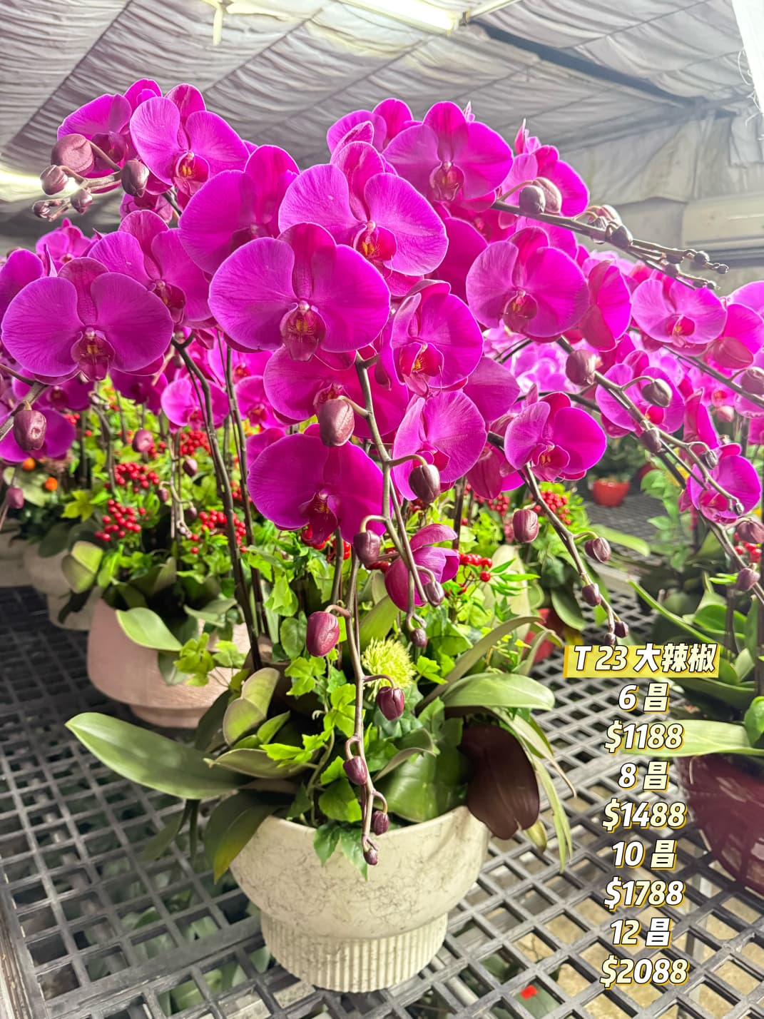 T23 大辣椒蝴蝶蘭｜濃紫喜氣過年首選