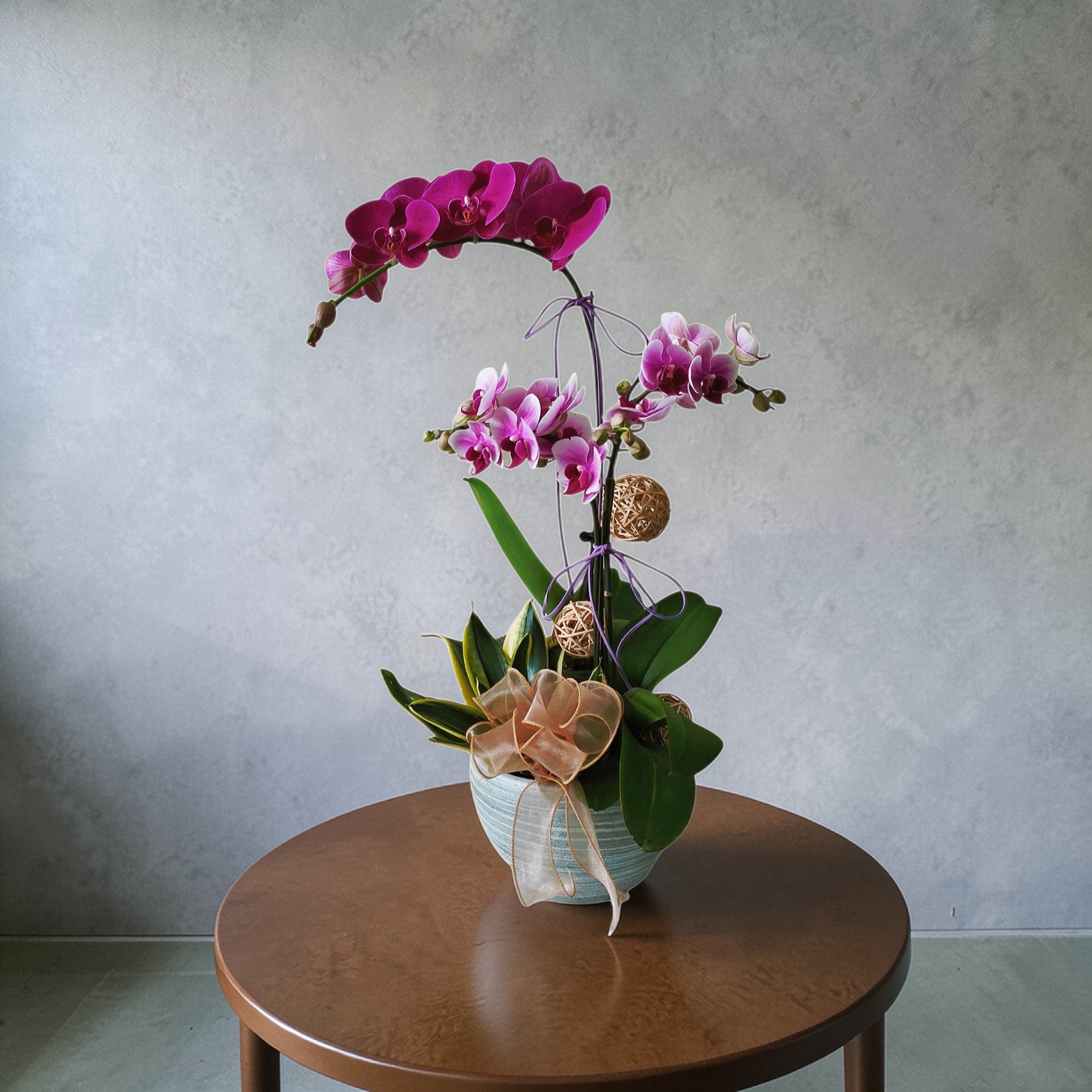 BO16 蝴蝶蘭枱花