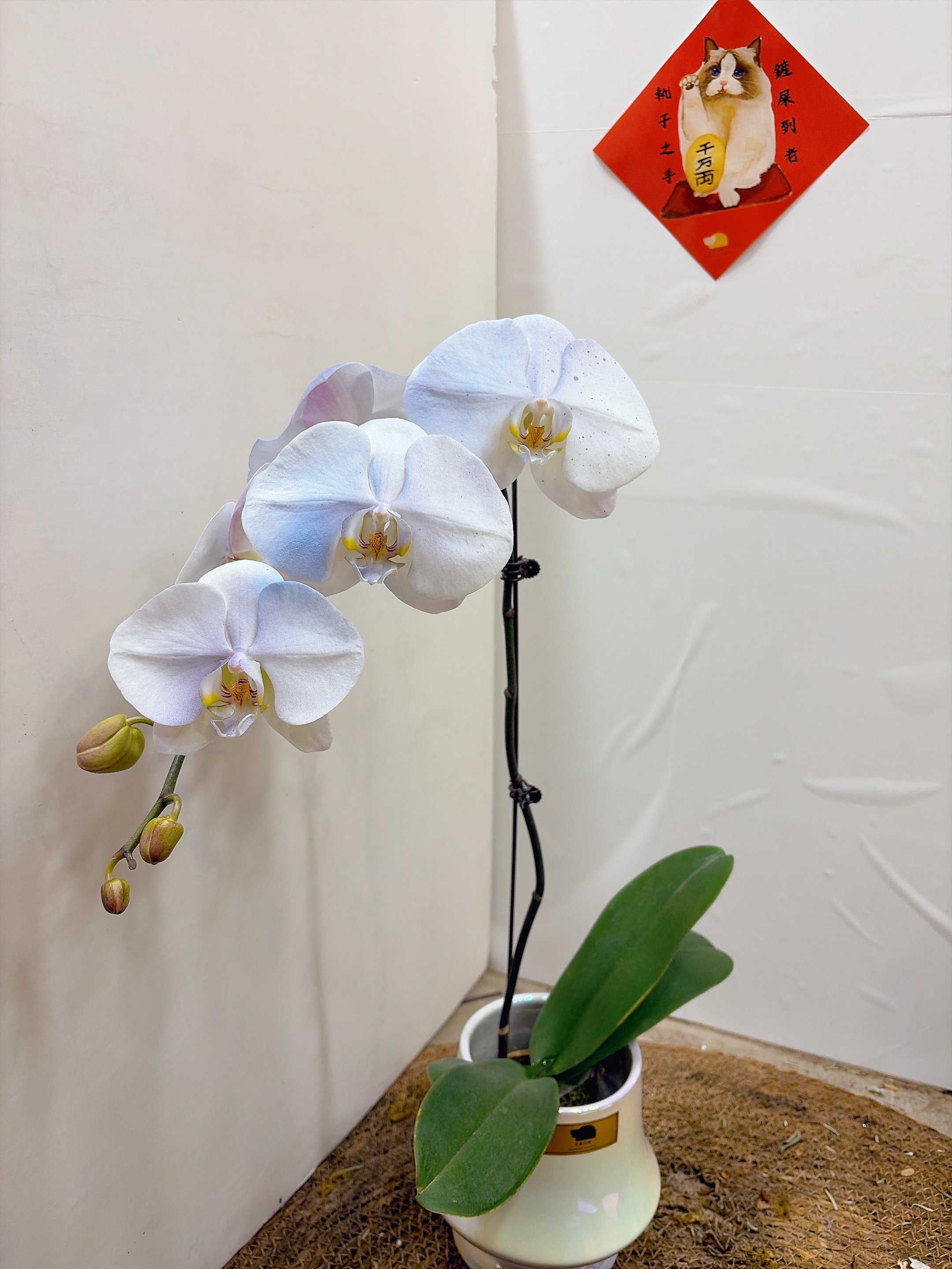 手作幻彩蘭花 | 永恆光影藝術品 連盤